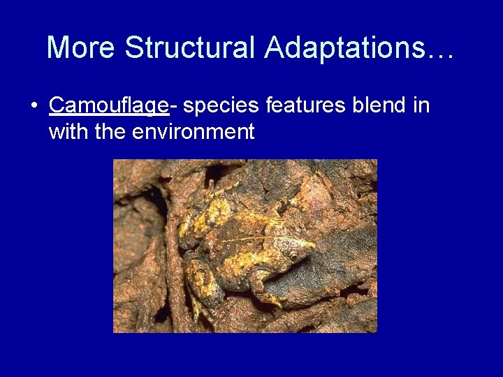 More Structural Adaptations… • Camouflage- species features blend in with the environment 