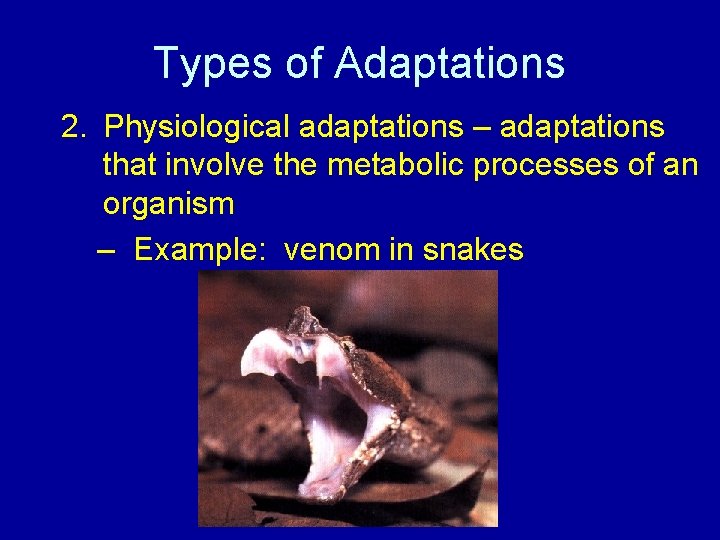 Types of Adaptations 2. Physiological adaptations – adaptations that involve the metabolic processes of