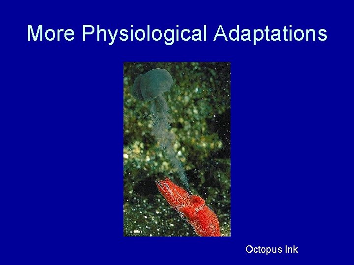 More Physiological Adaptations Octopus Ink 