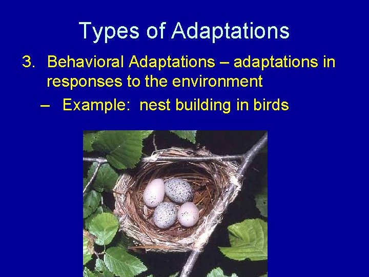 Types of Adaptations 3. Behavioral Adaptations – adaptations in responses to the environment –