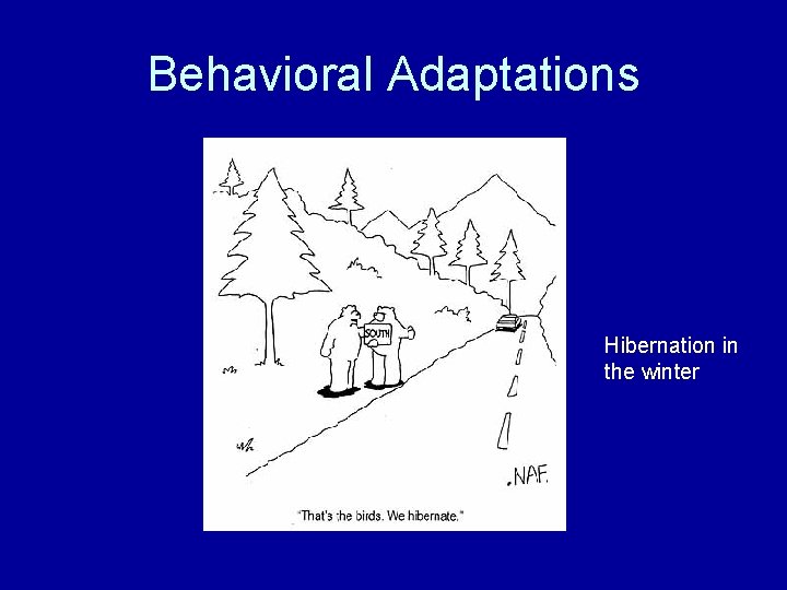 Behavioral Adaptations Hibernation in the winter 