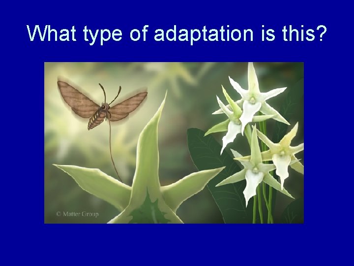 What type of adaptation is this? 