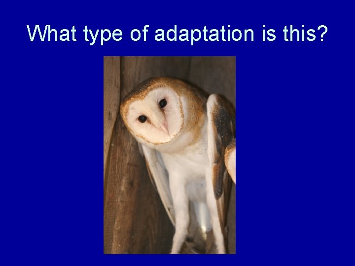 What type of adaptation is this? 