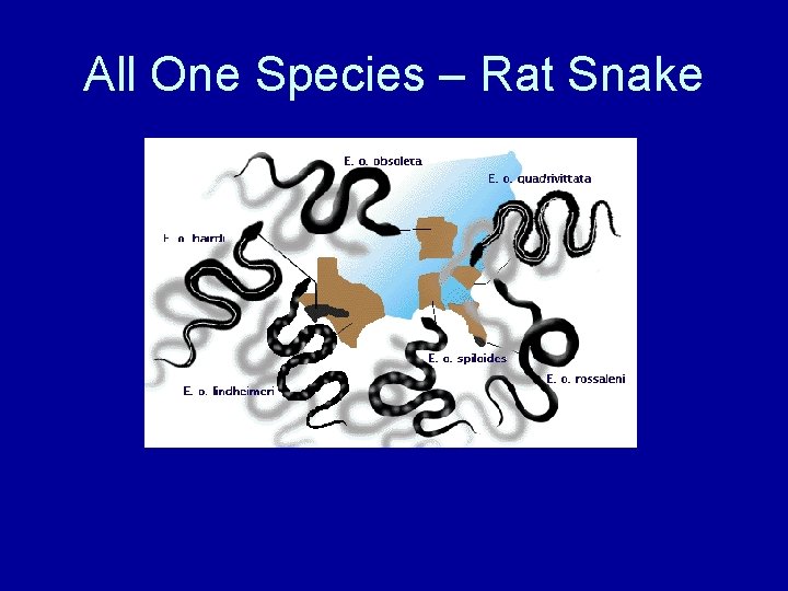 All One Species – Rat Snake 