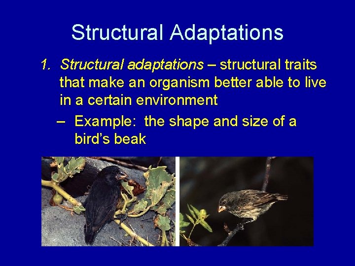 Structural Adaptations 1. Structural adaptations – structural traits that make an organism better able