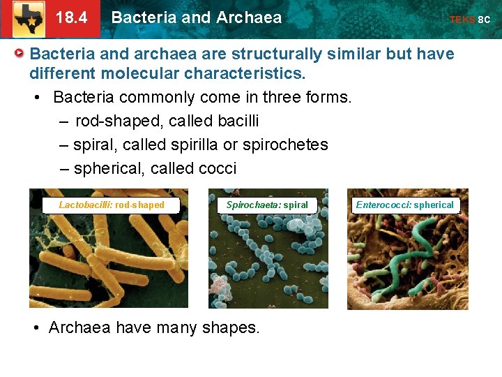 18. 4 Bacteria and Archaea TEKS 8 C Bacteria and archaea are structurally similar