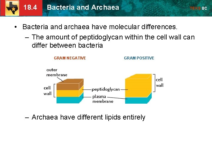 18. 4 Bacteria and Archaea TEKS 8 C • Bacteria and archaea have molecular