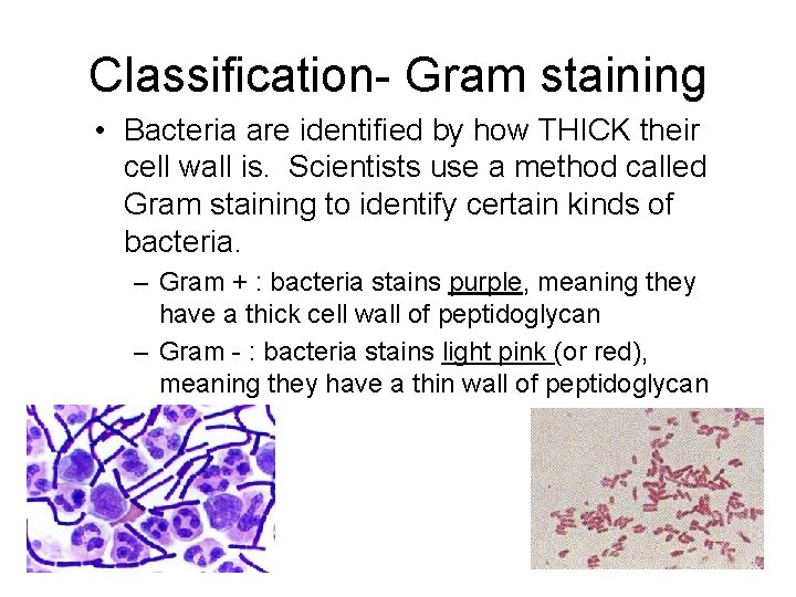 Classification- Gram staining • Bacteria are identified by how THICK their cell wall is.