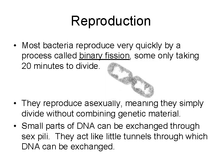 Reproduction • Most bacteria reproduce very quickly by a process called binary fission, some