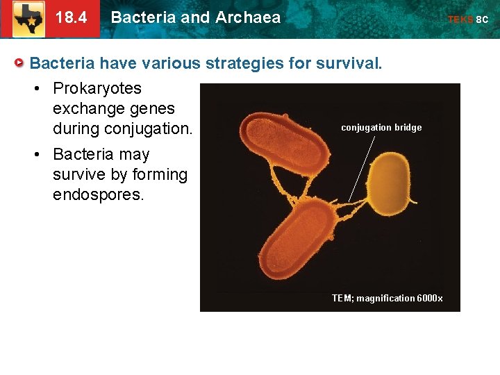 18. 4 Bacteria and Archaea TEKS 8 C Bacteria have various strategies for survival.