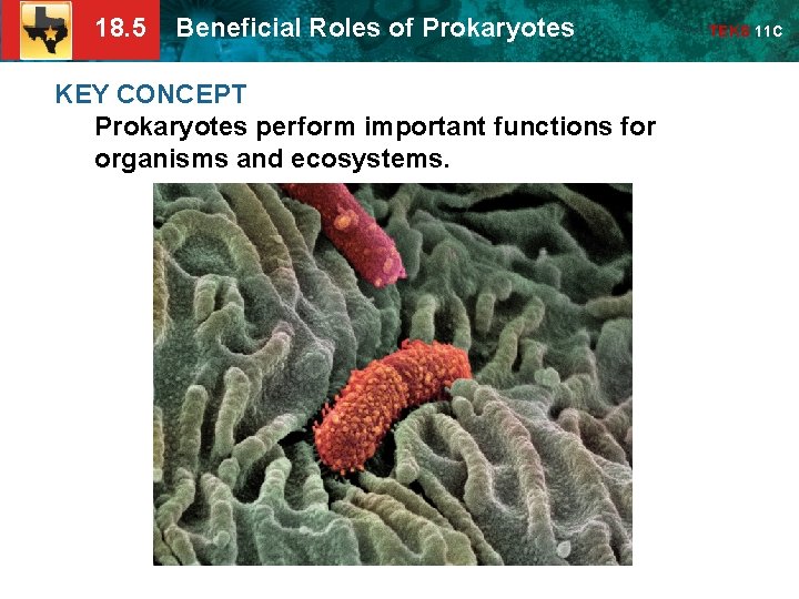 18. 5 Beneficial Roles of Prokaryotes KEY CONCEPT Prokaryotes perform important functions for organisms
