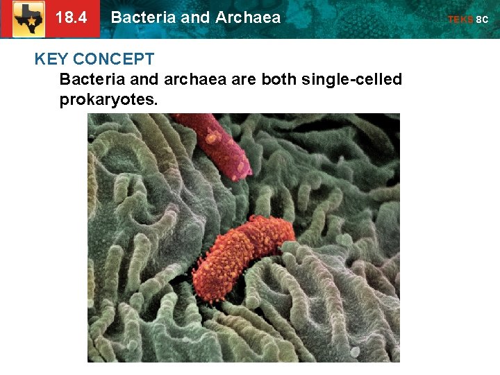 18. 4 Bacteria and Archaea KEY CONCEPT Bacteria and archaea are both single-celled prokaryotes.