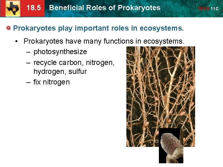 18. 5 Beneficial Roles of Prokaryotes play important roles in ecosystems. • Prokaryotes have