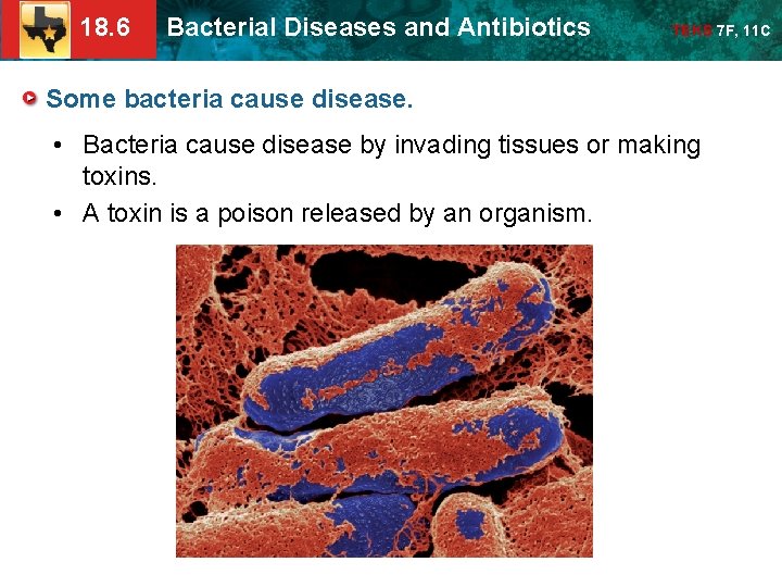 18. 6 Bacterial Diseases and Antibiotics TEKS 7 F, 11 C Some bacteria cause