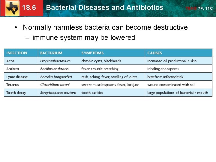 18. 6 Bacterial Diseases and Antibiotics TEKS 7 F, 11 C • Normally harmless