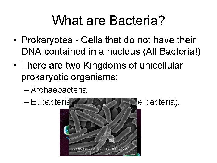 What are Bacteria? • Prokaryotes - Cells that do not have their DNA contained