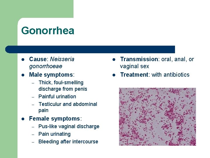 Gonorrhea l l Cause: Neisseria gonorrhoeae Male symptoms: – – – l Thick, foul-smelling