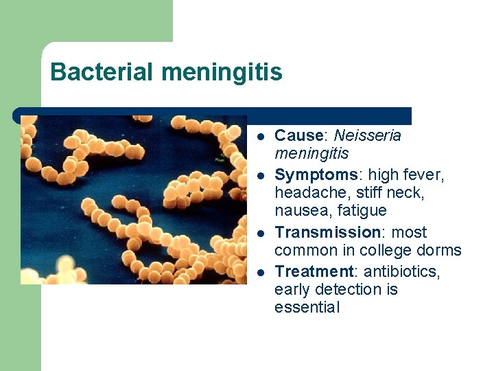 Bacterial meningitis l l Cause: Neisseria meningitis Symptoms: high fever, headache, stiff neck, nausea,