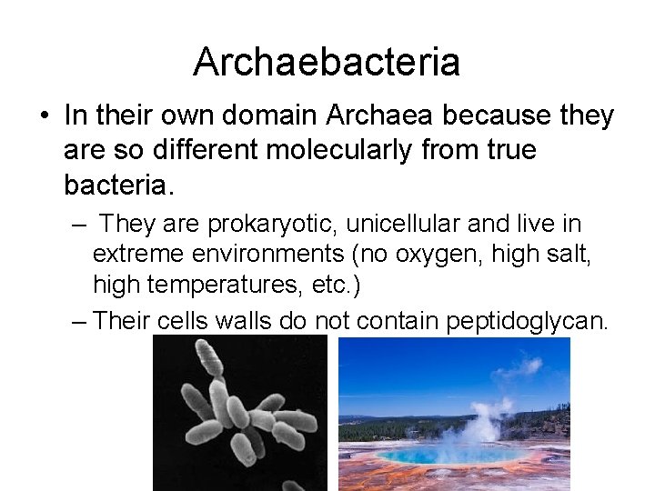 Archaebacteria • In their own domain Archaea because they are so different molecularly from