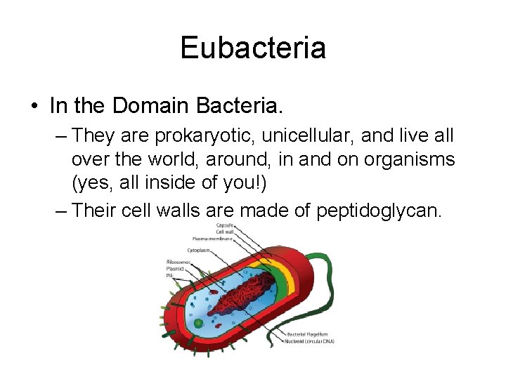 Eubacteria • In the Domain Bacteria. – They are prokaryotic, unicellular, and live all