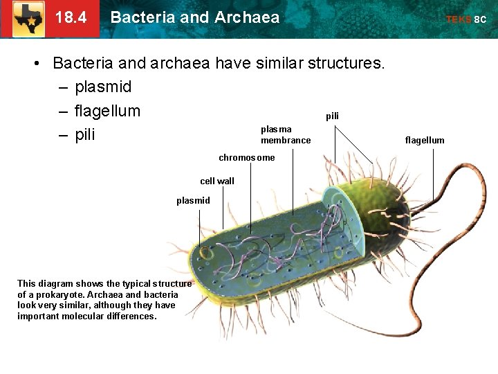 18. 4 Bacteria and Archaea • Bacteria and archaea have similar structures. – plasmid
