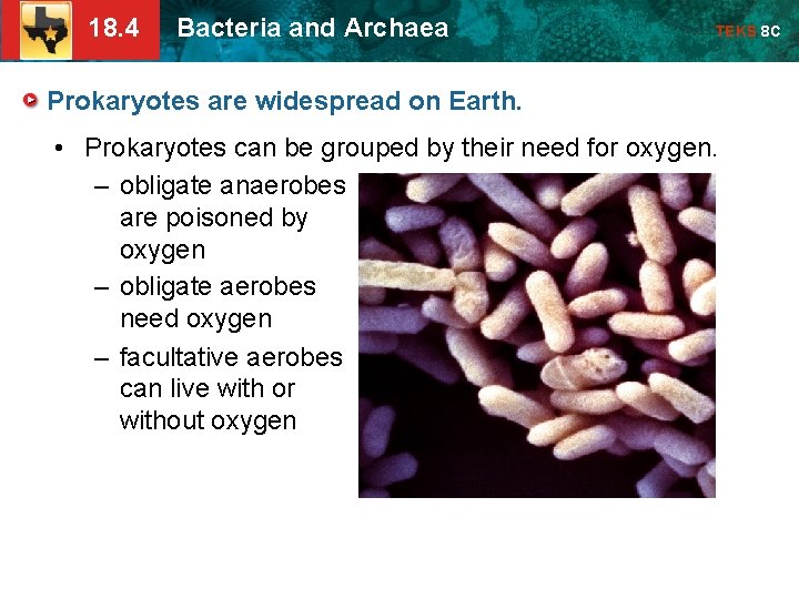 18. 4 Bacteria and Archaea TEKS 8 C Prokaryotes are widespread on Earth. •