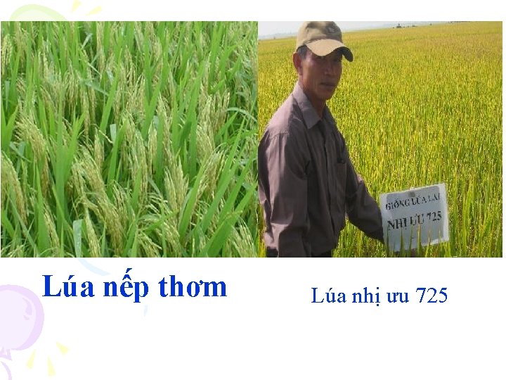 Lúa nếp thơm Lúa nhị ưu 725 