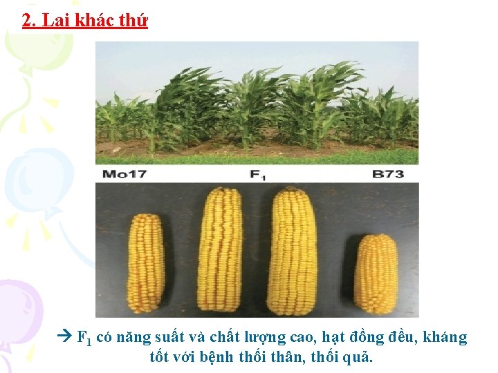 2. Lai khác thứ F 1 có năng suất và chất lượng cao, hạt