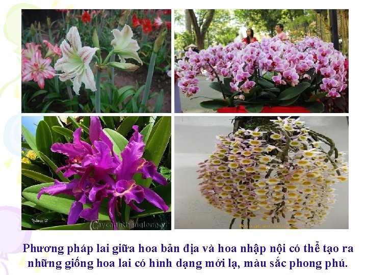 Phương pháp lai giữa hoa bản địa và hoa nhập nội có thể tạo