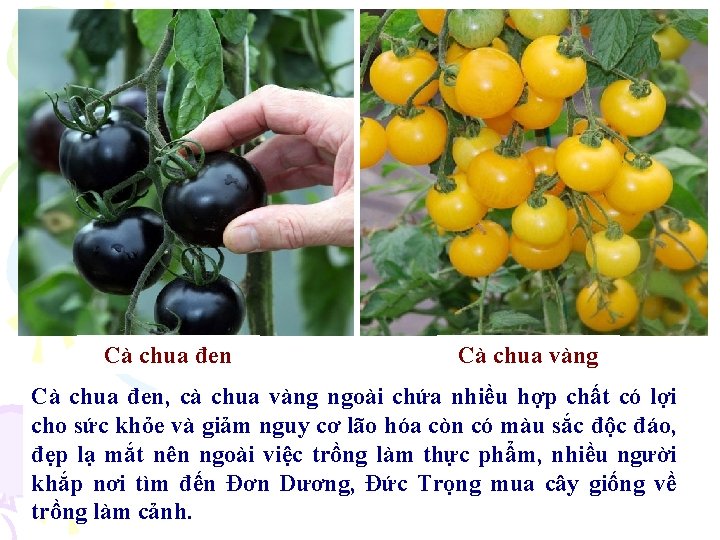 Cà chua đen Cà chua vàng Cà chua đen, cà chua vàng ngoài chứa