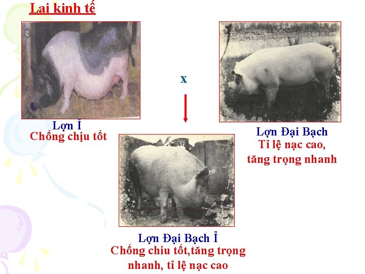 Lai kinh tế x Lợn Ỉ Chống chịu tốt Lợn Đại Bạch Tỉ lệ