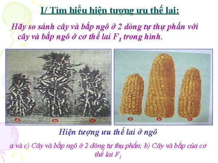 I/ Tìm hiểu hiện tượng ưu thế lai: Hãy so sánh cây và bắp