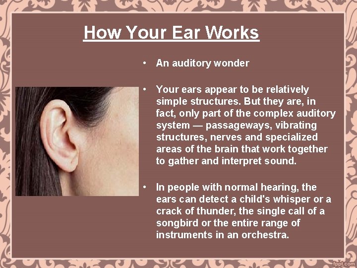 How Your Ear Works • An auditory wonder • Your ears appear to be