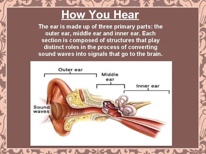 How You Hear The ear is made up of three primary parts: the outer