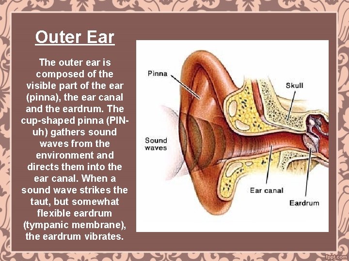 Outer Ear The outer ear is composed of the visible part of the ear