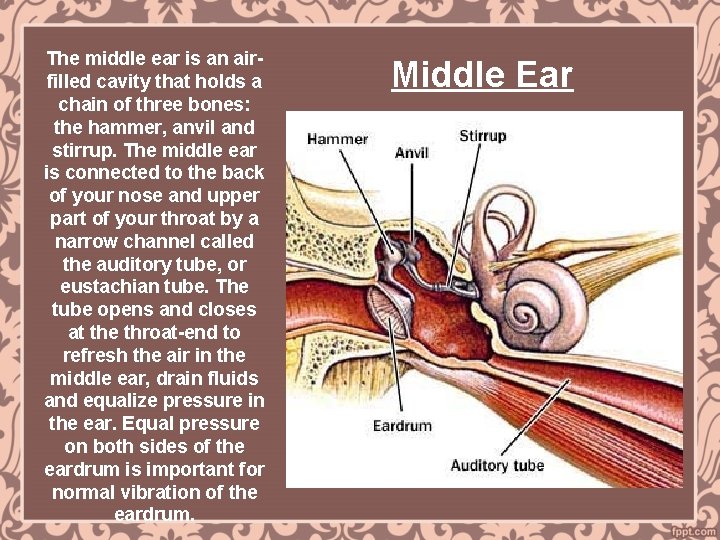 The middle ear is an airfilled cavity that holds a chain of three bones: