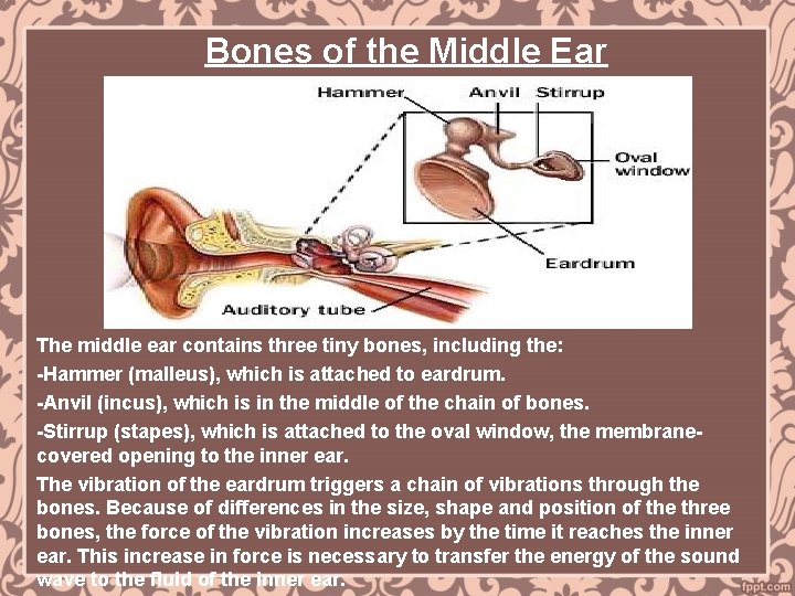 Bones of the Middle Ear The middle ear contains three tiny bones, including the: