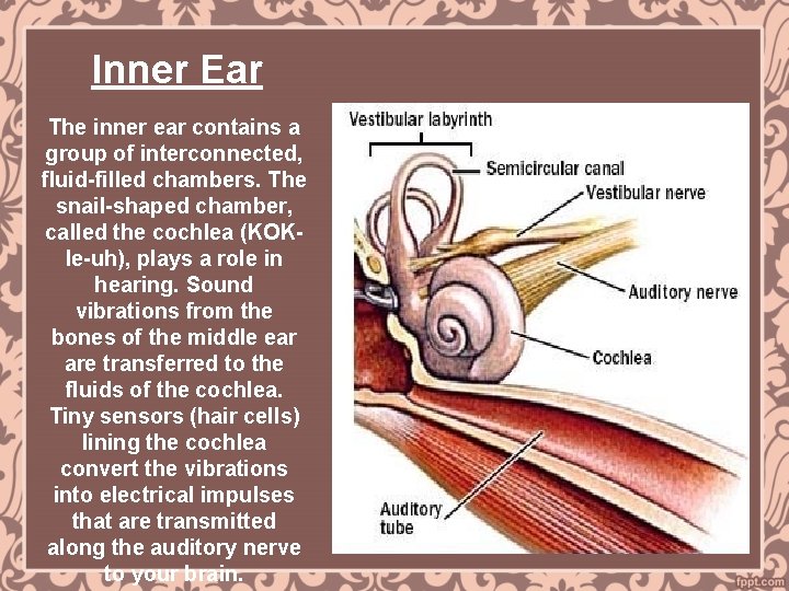 Inner Ear The inner ear contains a group of interconnected, fluid-filled chambers. The snail-shaped