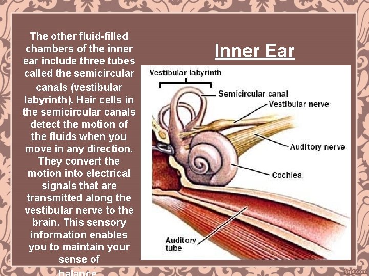 The other fluid-filled chambers of the inner ear include three tubes called the semicircular
