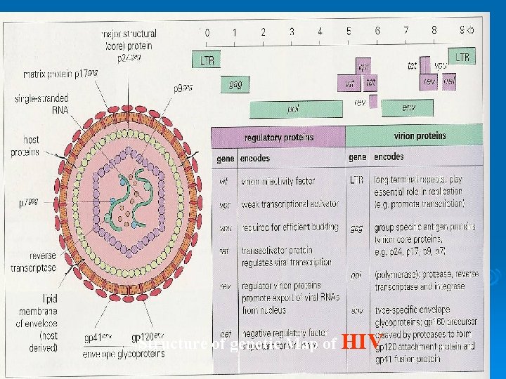 Structure of genetic Map of HIV 