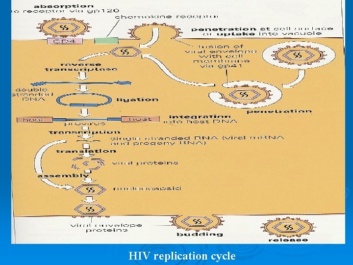 HIV replication cycle 