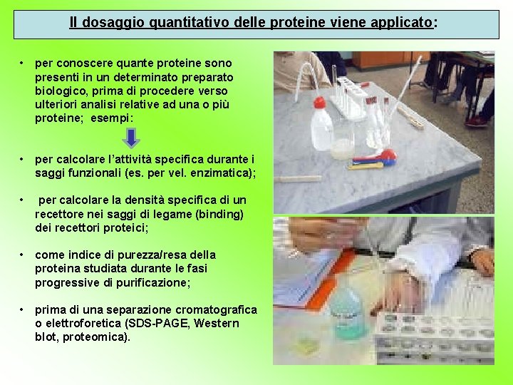 Il dosaggio quantitativo delle proteine viene applicato: • per conoscere quante proteine sono presenti