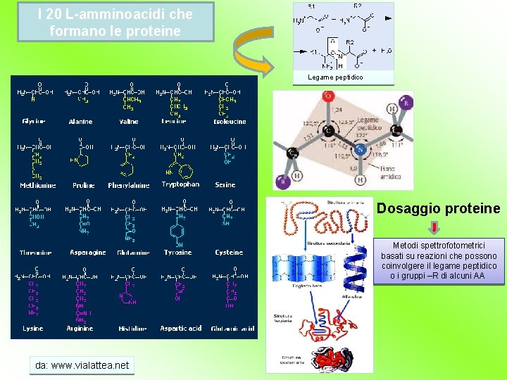 I 20 L-amminoacidi che formano le proteine Legame peptidico Dosaggio proteine Metodi spettrofotometrici basati