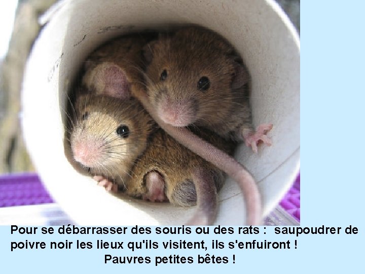 Pour se débarrasser des souris ou des rats : saupoudrer de poivre noir les