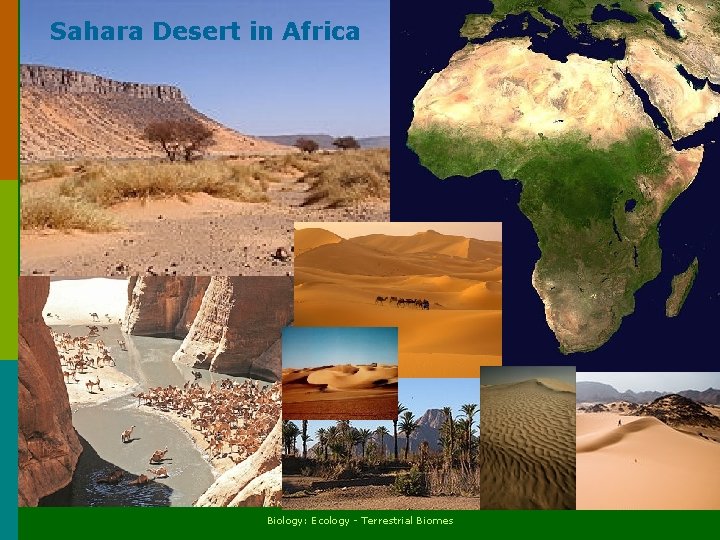 Sahara Desert in Africa Biology: Ecology - Terrestrial Biomes 