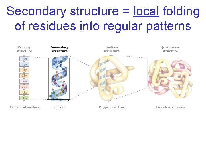 Secondary structure = local folding of residues into regular patterns 