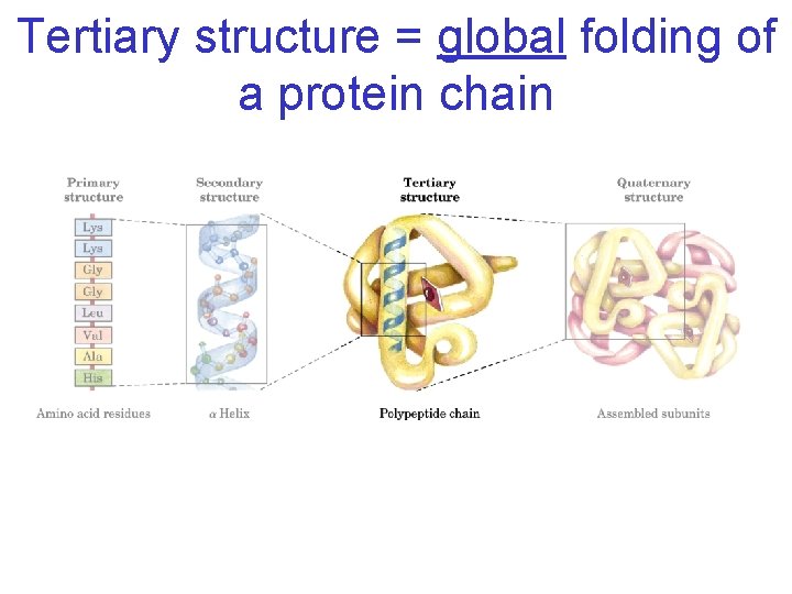 Tertiary structure = global folding of a protein chain 