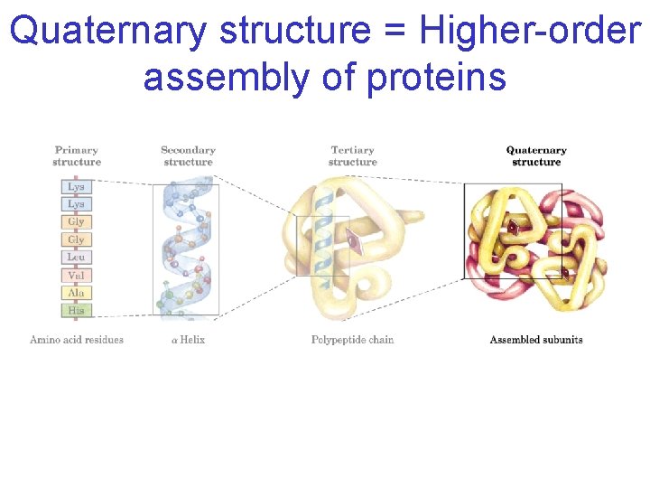 Quaternary structure = Higher-order assembly of proteins 