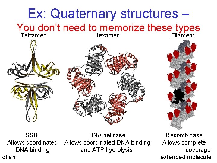 Ex: Quaternary structures – You don’t need to memorize these types Tetramer SSB Allows