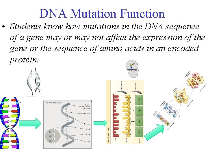 DNA Mutation Function • Students know how mutations in the DNA sequence of a